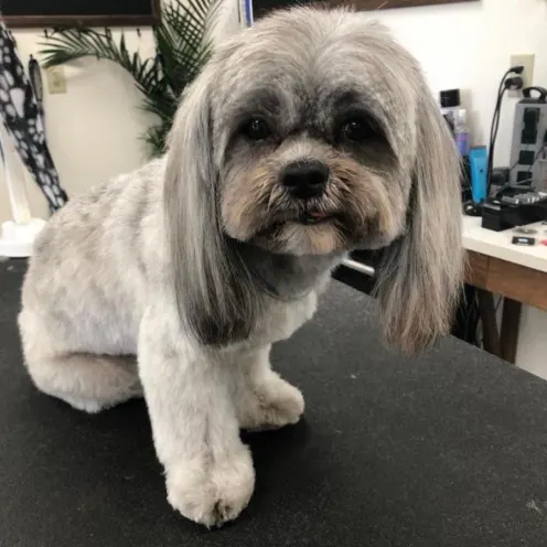 Small gray dog sitting on table